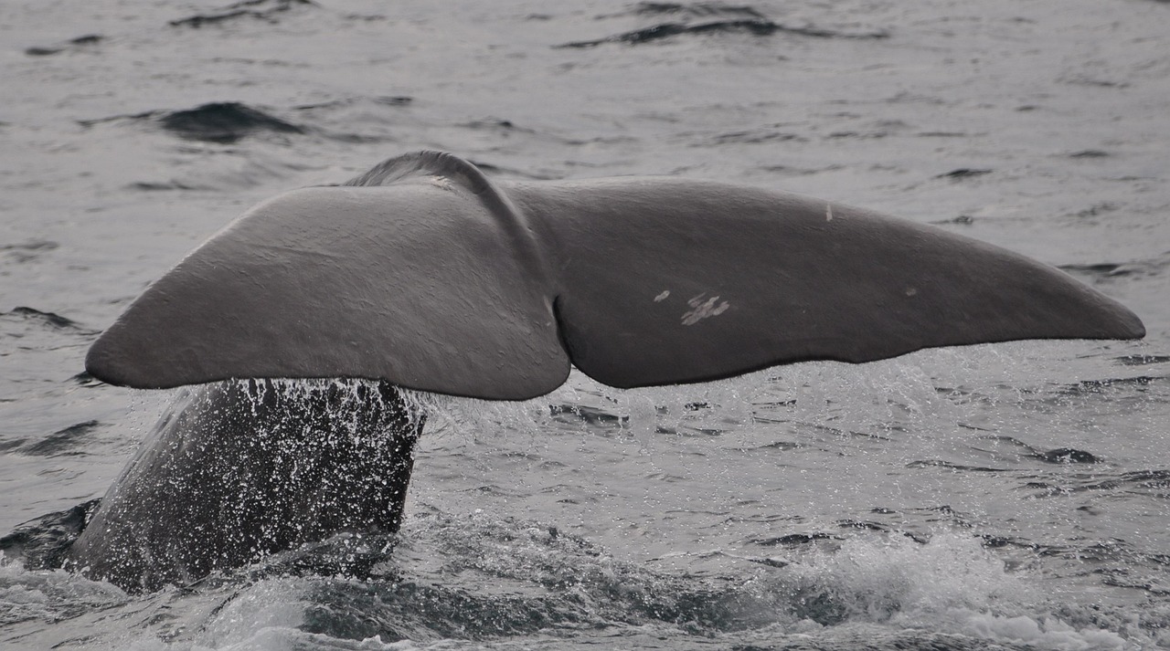 Whale Watching from the Old Harbour